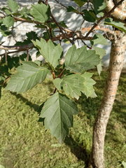 Crataegus
