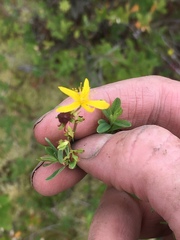 Hypericum boreale