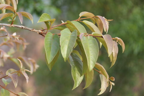 Myrobalan (Terminalia chebula)