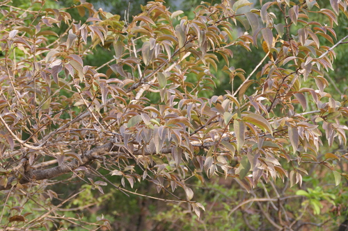 Terminalia chebula, photograph 1