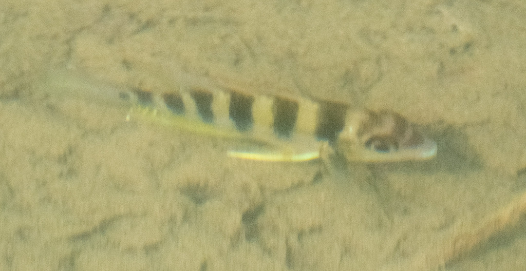 Yellow cichlid (Thorichthys helleri) — Cichlidae