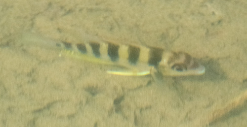 Yellow cichlid (Thorichthys helleri) — Cichlidae