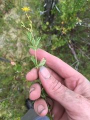 Hypericum boreale