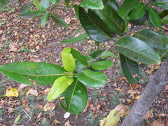Elaeodendron orientale