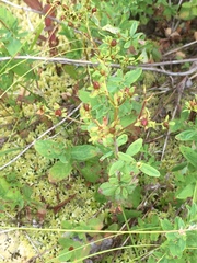 Hypericum boreale