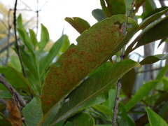 Elaeodendron orientale