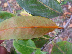 Elaeodendron orientale