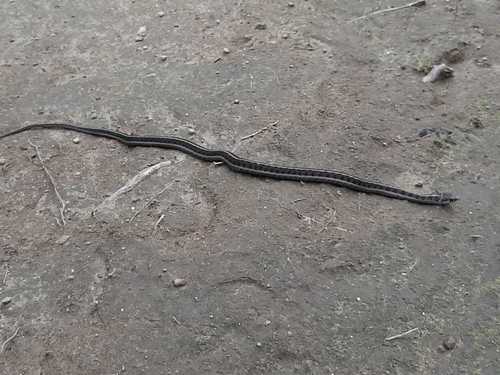 Longtail Alpine Garter Snake
