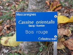 Elaeodendron orientale