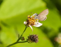 Brephidium pseudofea