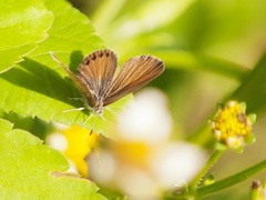 Brephidium pseudofea