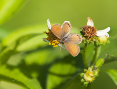 Brephidium pseudofea