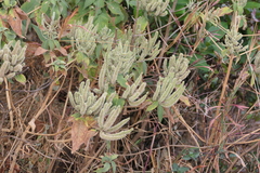 Colebrookea oppositifolia, photograph (c) Dinesh Valke, some rights reserved (CC BY-SA)