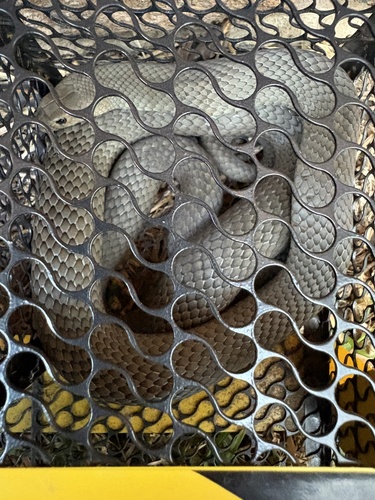 Eastern Brown Snake sighting