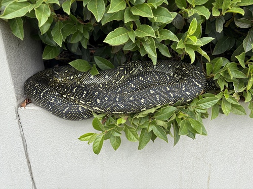 Diamond Python sighting