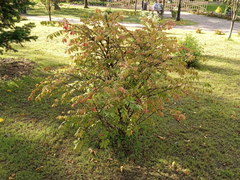 Euonymus
