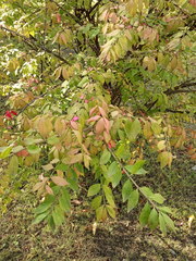Euonymus