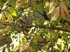 Euonymus