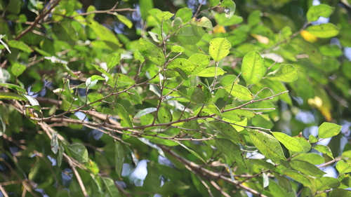 Image of Ficus ampelos by (c) 胡正恆(Jackson Hu), some rights reserved (CC BY)