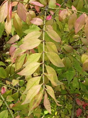 Euonymus