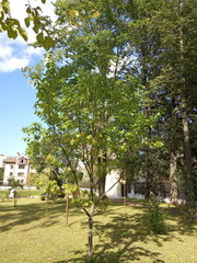 Quercus rubra