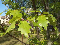 Quercus rubra