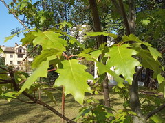 Quercus rubra