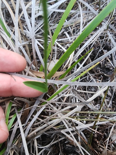 Image of Eriochilus dilatatus by (c) Paul Winthrop, some rights reserved (CC BY)