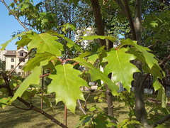 Quercus rubra