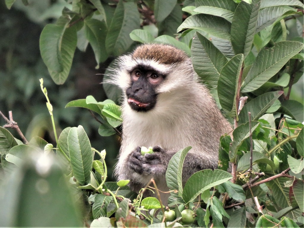 Tantalus Monkey