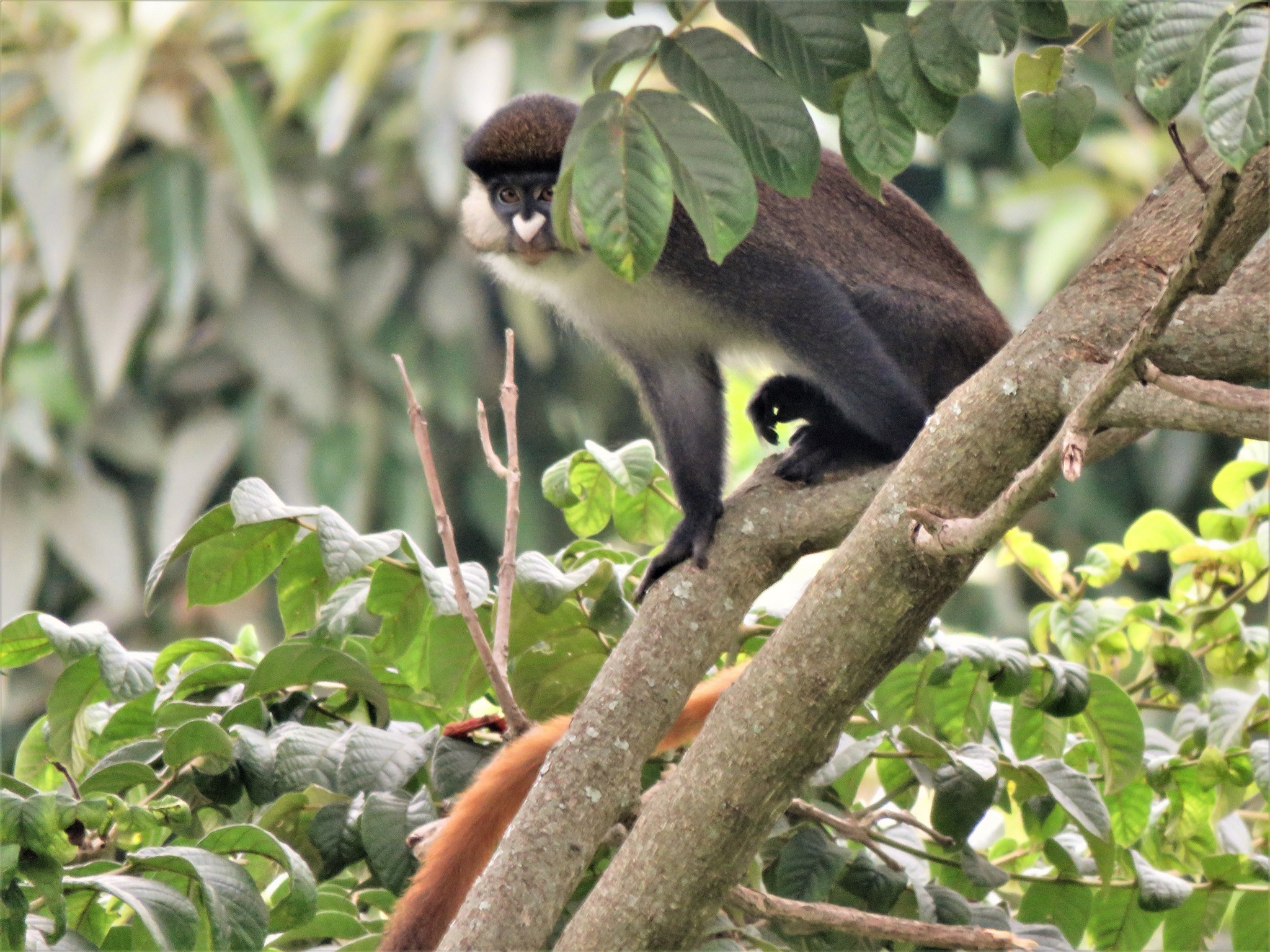 Red tailed monkey market hi-res stock photography and images - Alamy