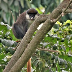 Cercopithecus ascanius schmidti