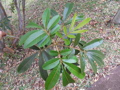 Cossinia pinnata