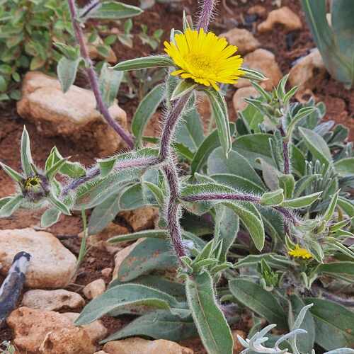 Pallenis cyrenaica