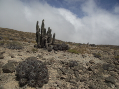 Copiapoa atacamensis