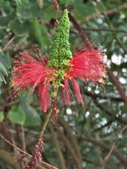 Calliandra houstoniana calothyrsus