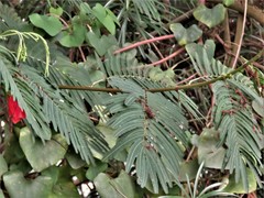 Calliandra houstoniana calothyrsus