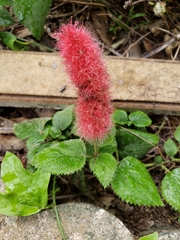 Acalypha pendula