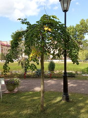 Ulmus glabra