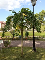 Ulmus glabra