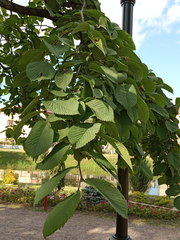 Ulmus glabra