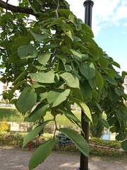 Ulmus glabra