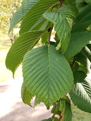 Ulmus glabra