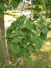 Ulmus glabra