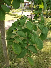 Ulmus glabra