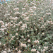 Coastal Wild Buckwheat - Photo (c) Rebecca, some rights reserved (CC BY-NC), uploaded by Rebecca Marschall