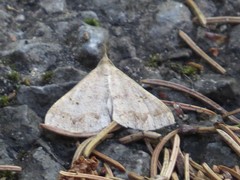 Renia flavipunctalis