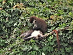 Cercopithecus ascanius schmidti