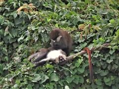 Cercopithecus ascanius schmidti