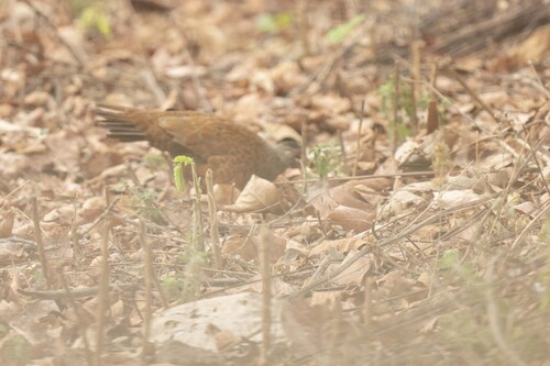 Red Spurfowl (Galloperdix spadicea), photo 5